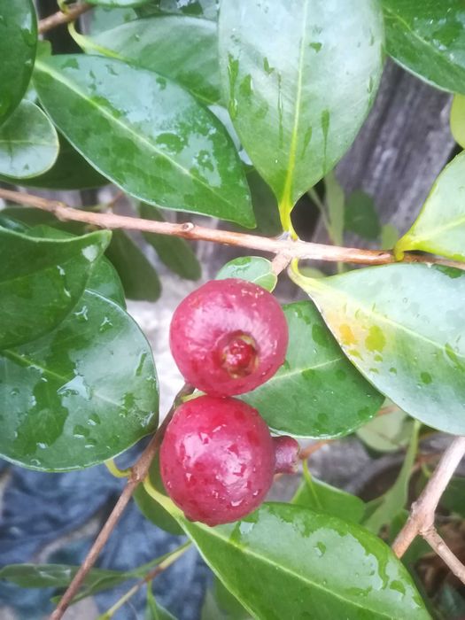 Araça Vermelho - Psidium Cattleianum Var. Vermelho