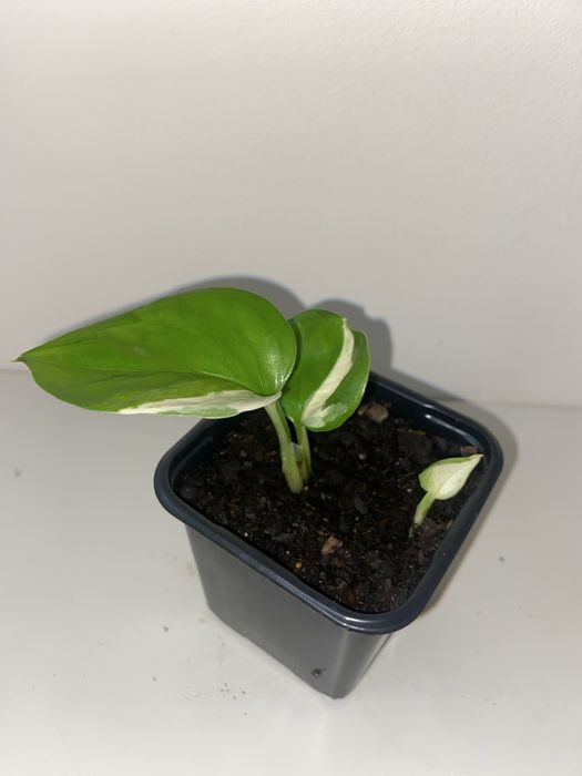 Epipremium pinnatum