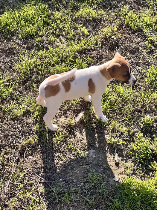 Маленькі друзі джеки