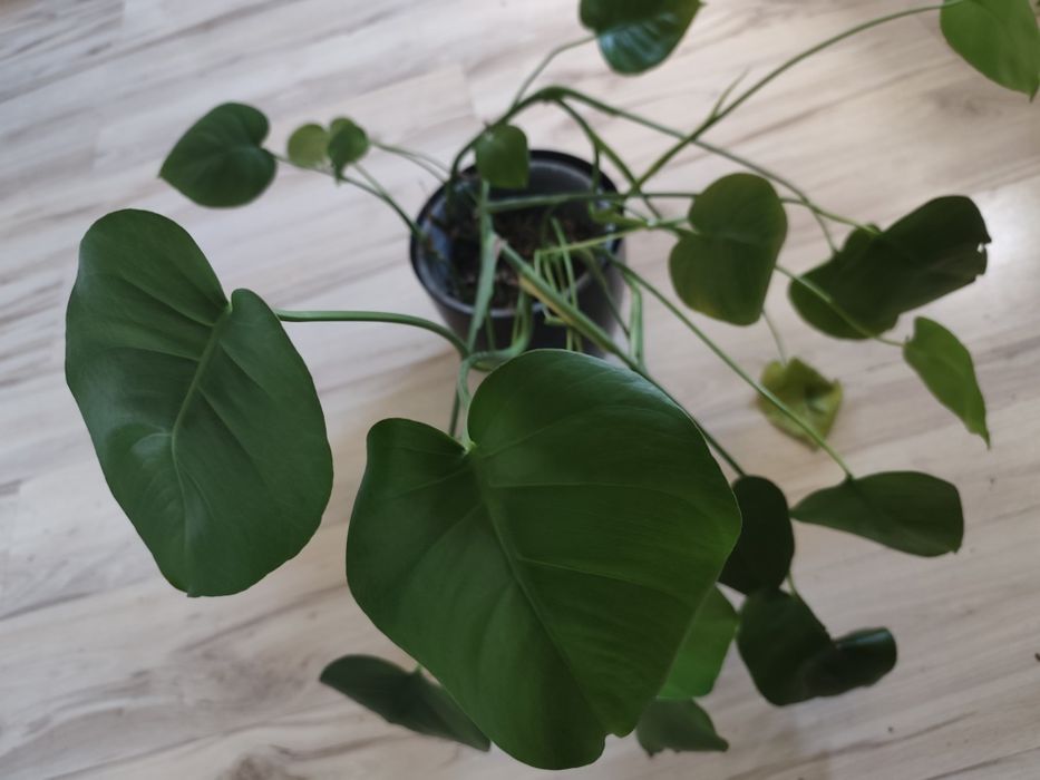 monstera deliciosa
