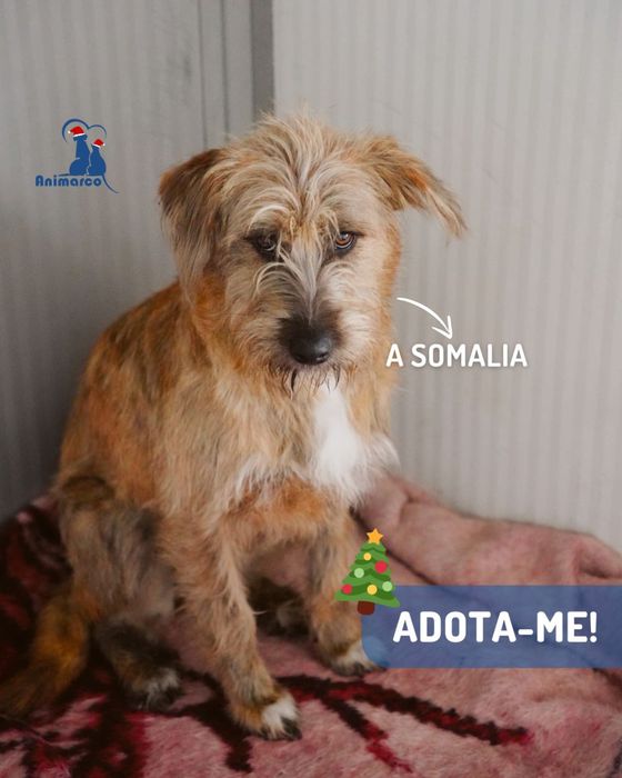 Somalia cadela jovem de porte medio