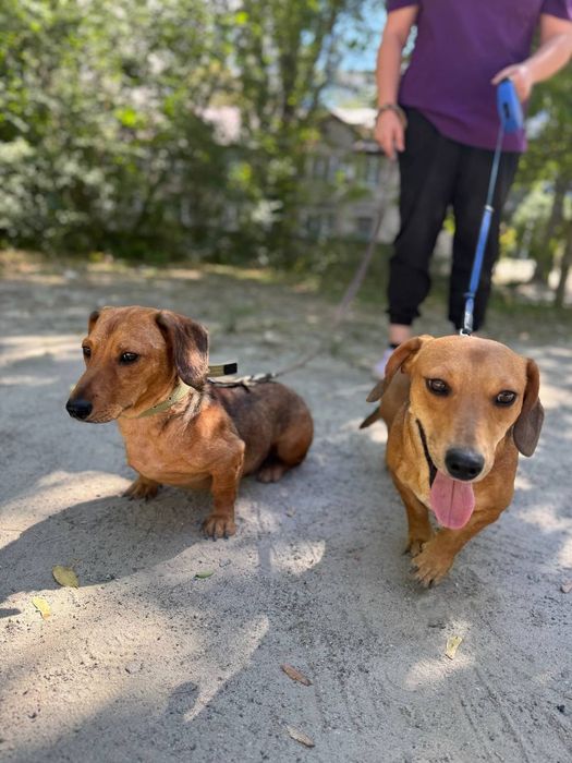 Таксёныши ищут семью