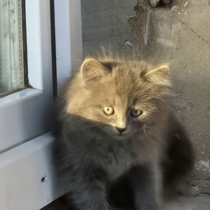 Котята /кошенята шукають дім