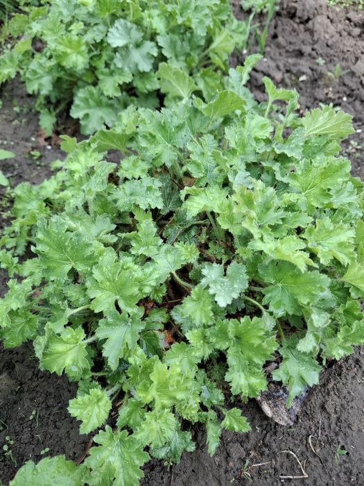 Гейхера, гейхера