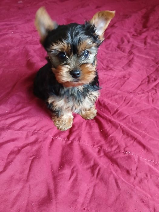 Yorkshire terrier macho