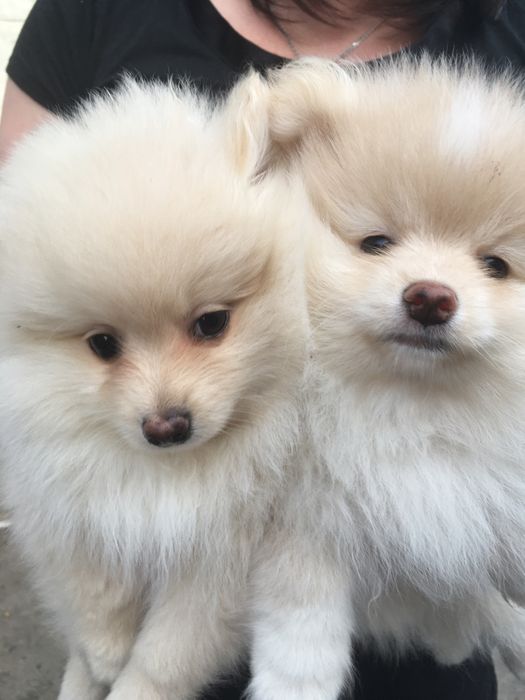 Померанские шпицы,два мальчика и девчуля