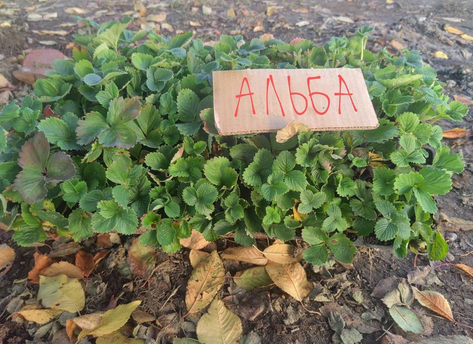 Розсада полуниці
