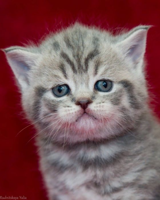 котята шатланд ские и британские