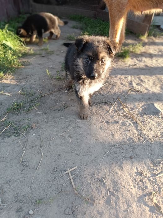 Шукають свій дім маленькі німецькі вівчарки