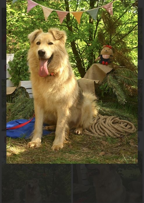 Piesek okolo 5 lat