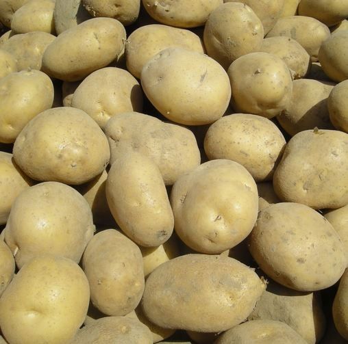 Ziemniaki (prosto z pola)