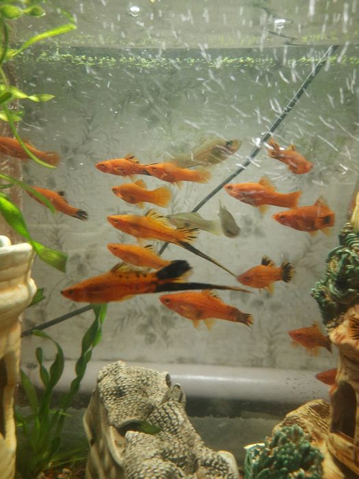 Меченосец. Аквариумные рыбки.