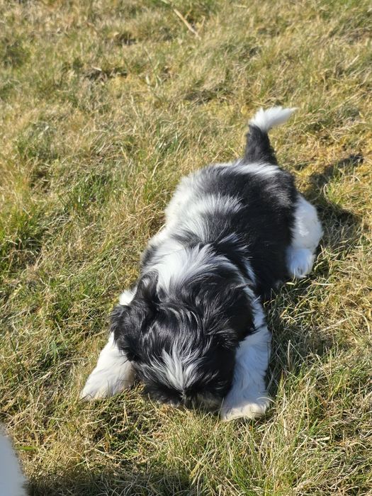 Cudny chłopczyk Shih Tzu