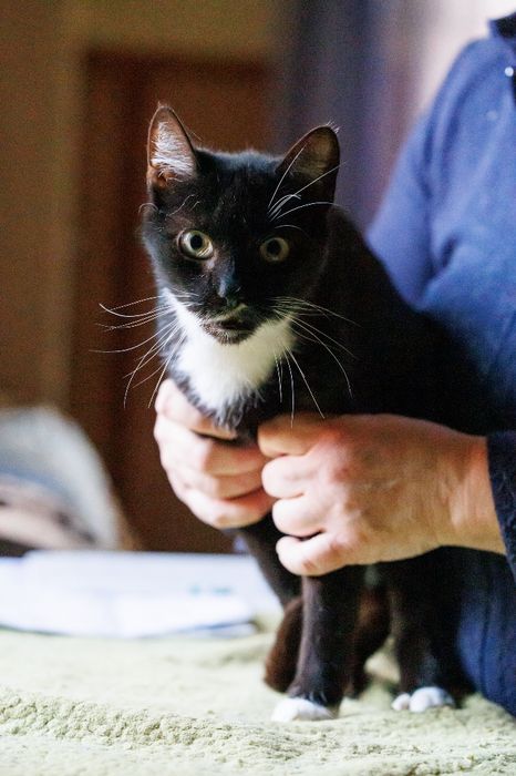 Kajtek - czarno-biały kocur czeka na adopcję
