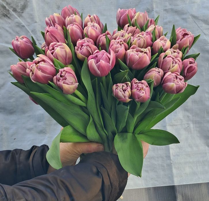 Тюльпаны!!! 51шт, 101шт,201шт,тюльпани,цветы,букеты,букети,квіти, тюль