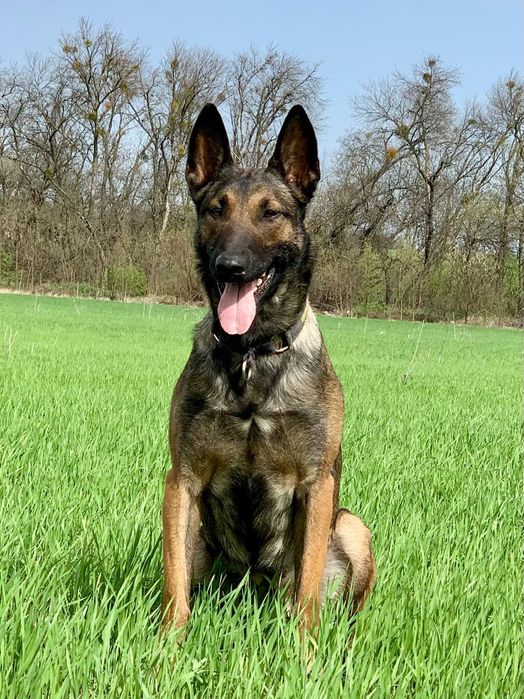 Цуценята бельгійської вівчарки(малінуа)