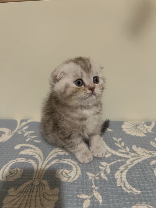 Шотландські котики кошенятя котята