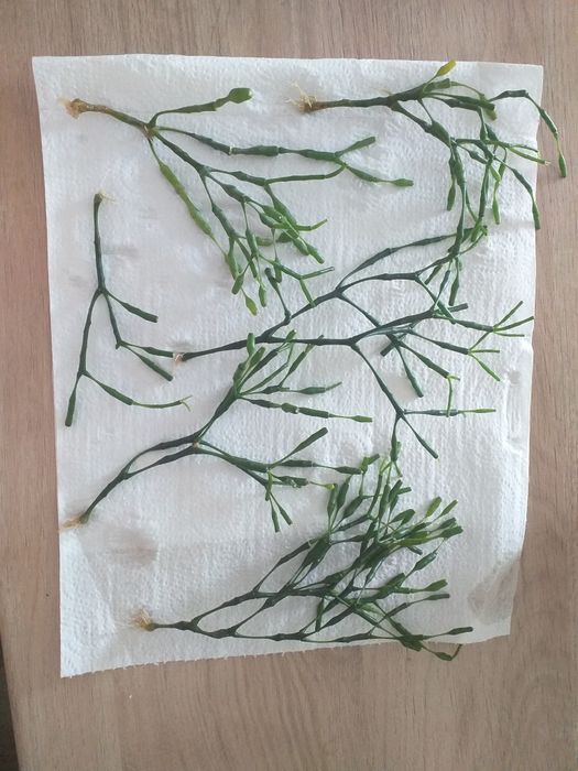 Patyczak kwiat Hatiora salicornioides
