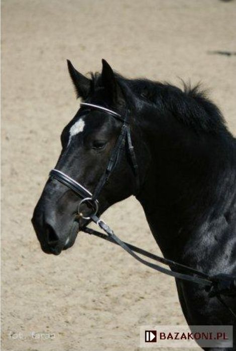 Ogier ślaski PALERMO