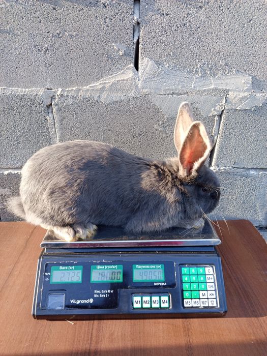 Кролі, робочі самці та молодняк