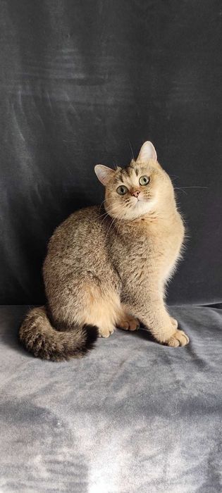 Британская девочка