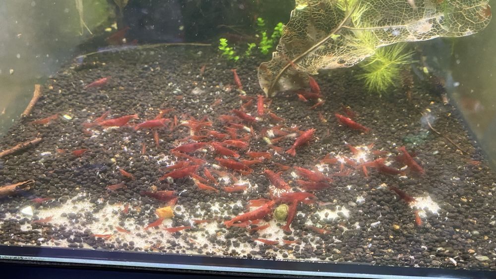 Krewetki neocaridina czerwone red cherry