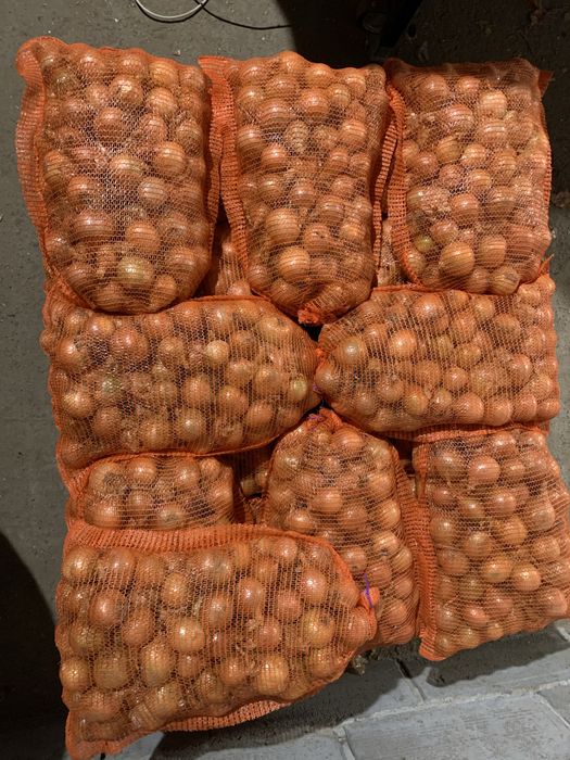 Cebula siew wiosenny