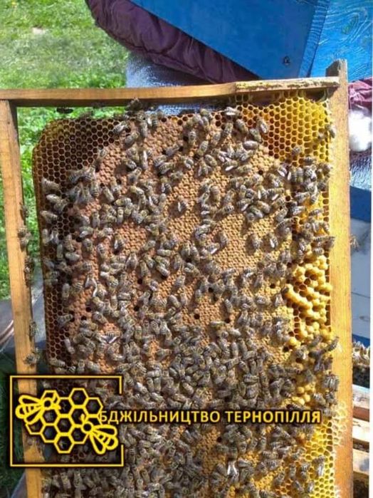 Бджоломатки