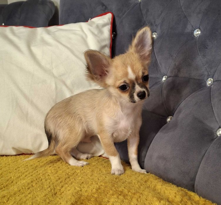 Piesek Chihuahua