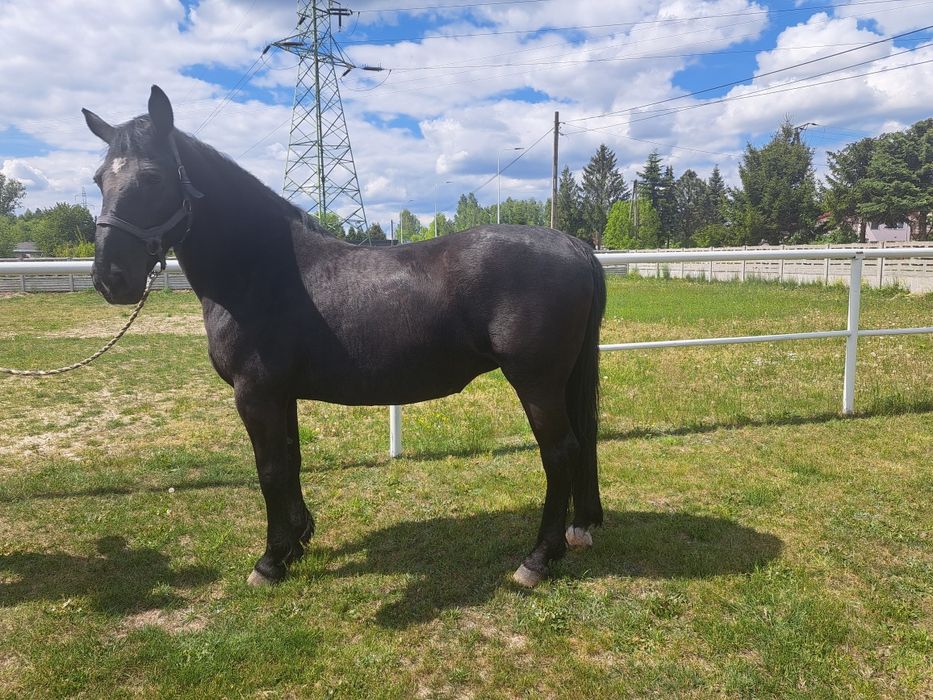 Sprzedam konie  śląskie