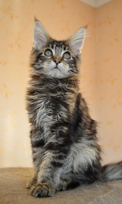 ШОУ хлопчик 3,5міс з відомого розплідника