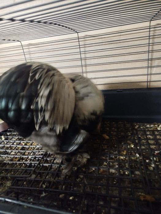 Karzełek kochin miniaturowy