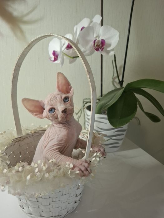 Котята канадского сфинкса