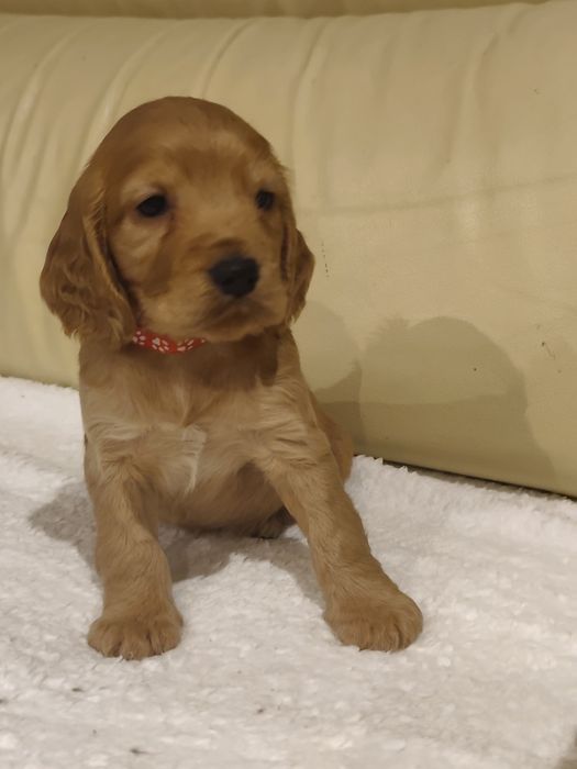 Menino Cocker fofinho