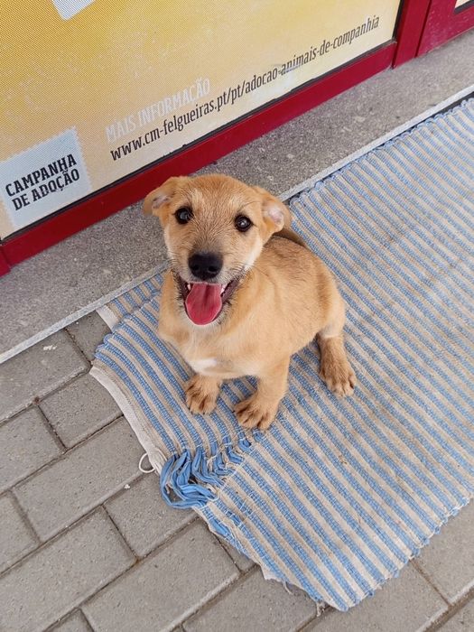 Caezinhos com 2 meses para adoção responsável