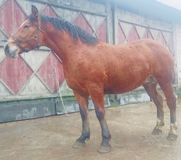 Klacz gniada 3 letnia obuczona zaprzęgana