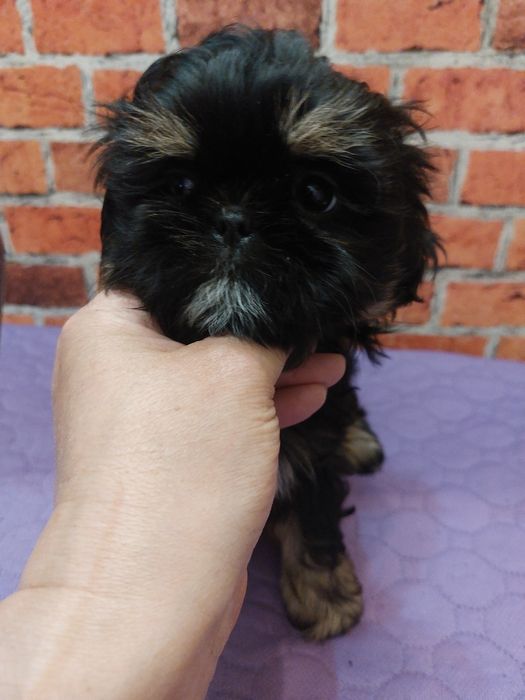 Shih-tzu chlopak