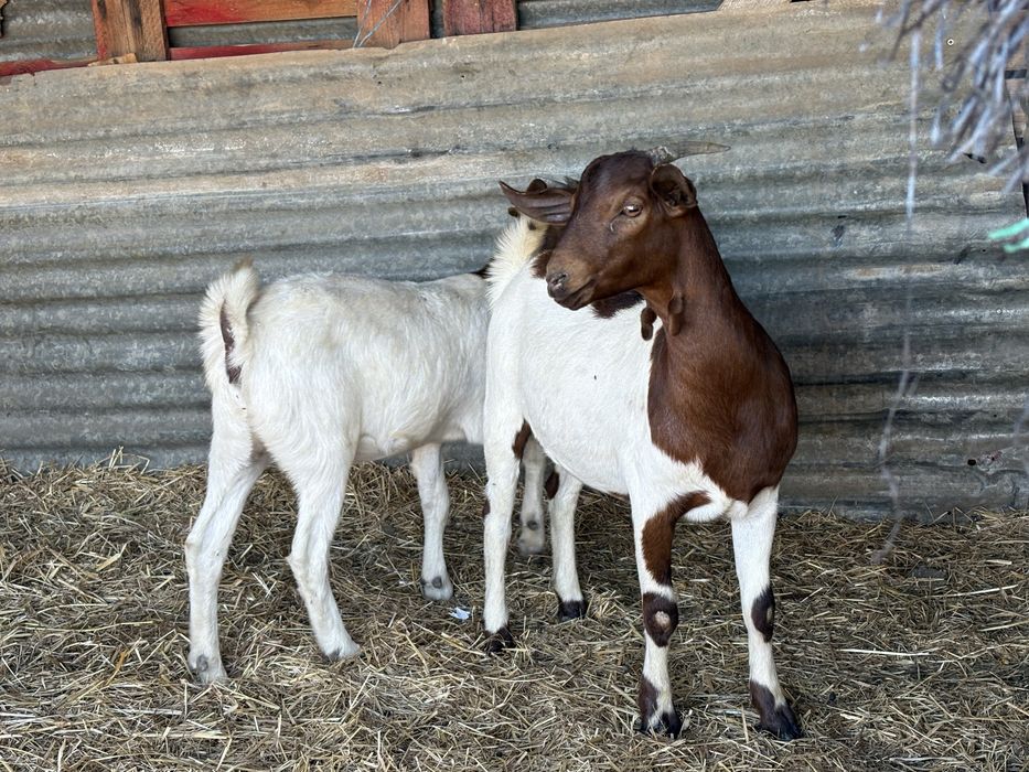 Cabras chibas Boer