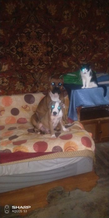 Амстафф для вязки