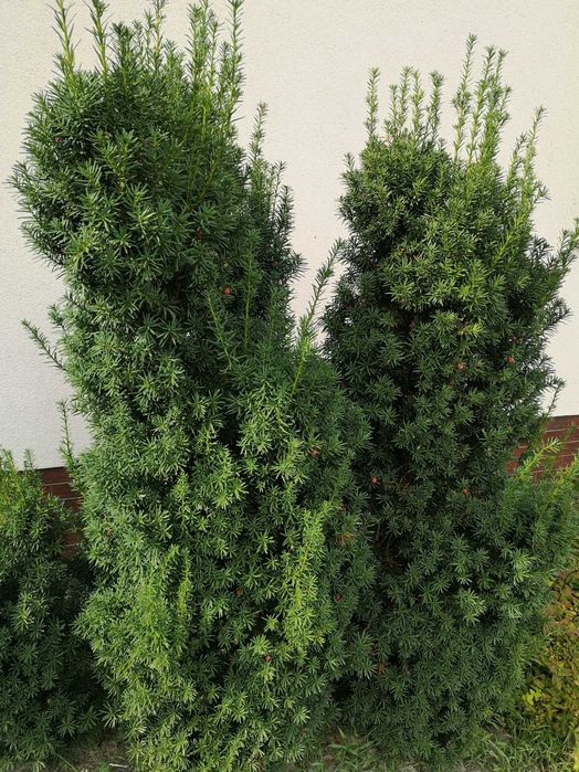 Cis pośredni Hicksii P9 na gęsty żywopłot