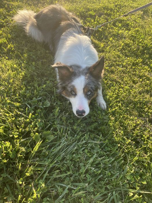 Oddam border collie za darmo