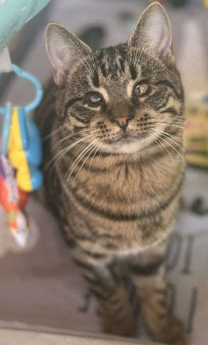 Mulan błaga o dom...proszę nie omijaj mnie ...