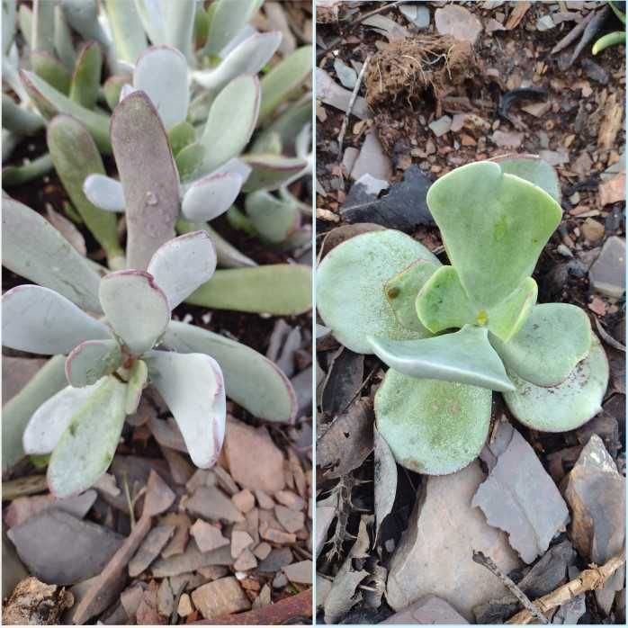 Diversas Espécies de Suculentas - Podas - Faço envios