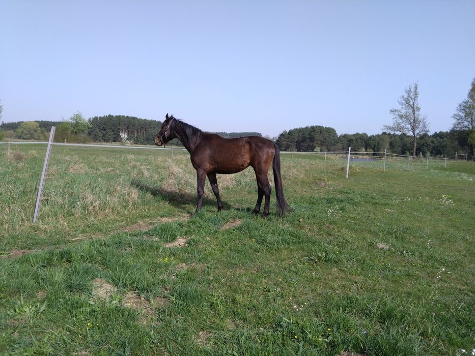 Małopolak 5 lat wydoki spokojny bryczka siodlo