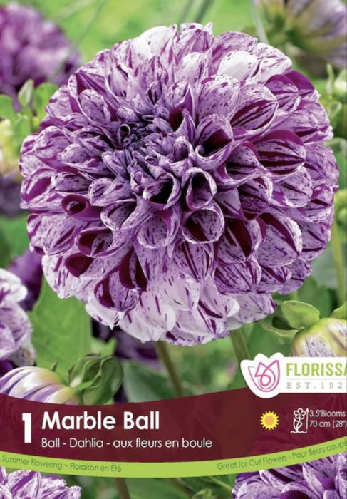 Жоржина клубні Нідерланди