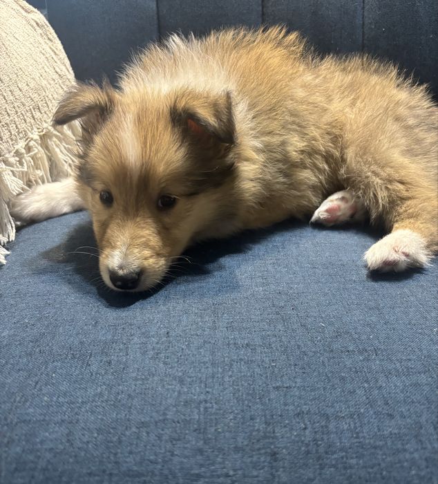 Owczarek Szkocki Collie Samiec