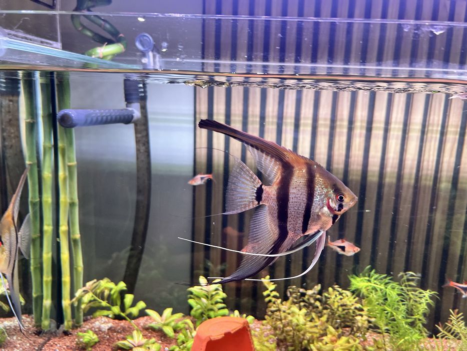 Escalares manacapuru red