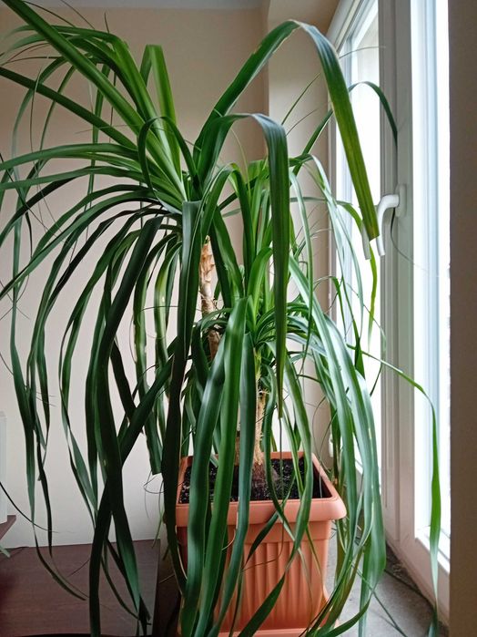 Nolina. Piękna, duża. Do salonu