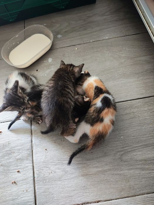 Gatinhos recém nascido