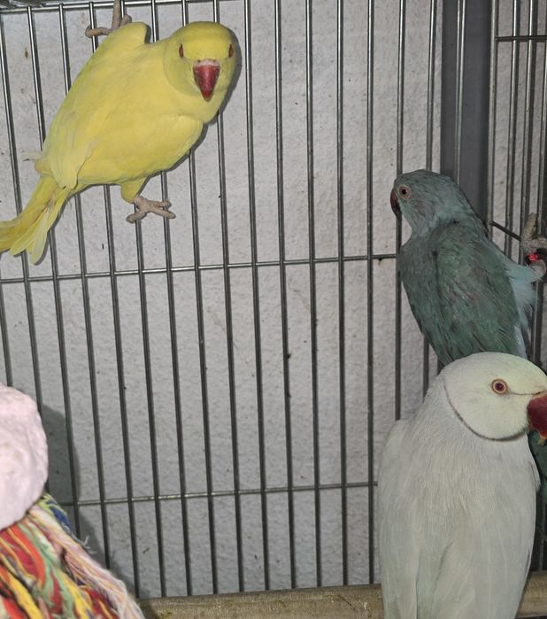 Ring Neck  de grande porte